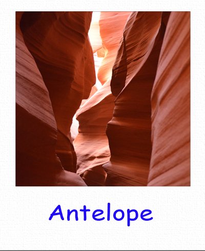 antelope