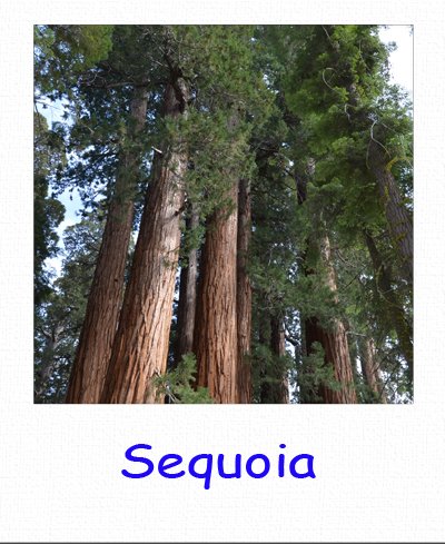 sequoia